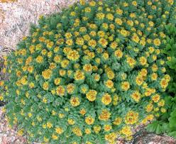 rhodiola