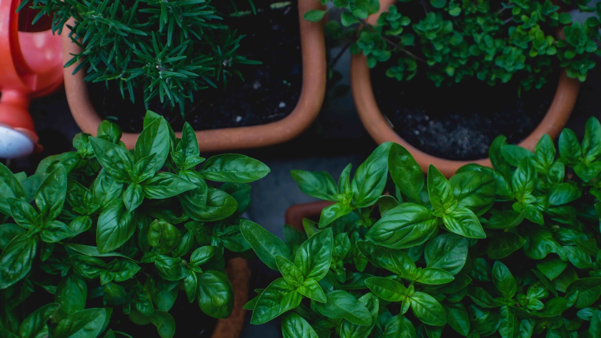 herbs in hospital