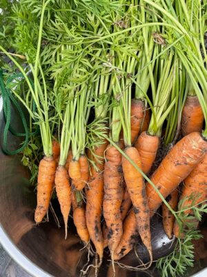 orange ginger carrots