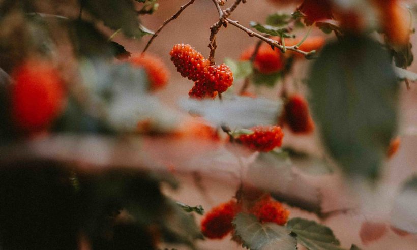 Herbal Remedies for an Easier Labor & Birth